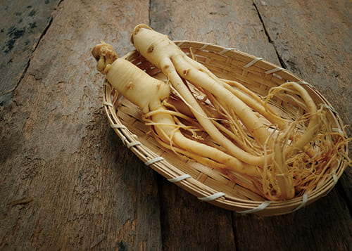 PANAX屬植物比較
